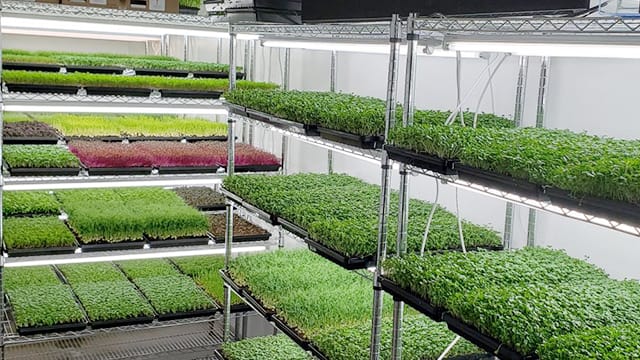 香港農場園藝場，花店，立體種植場，培植機構案例